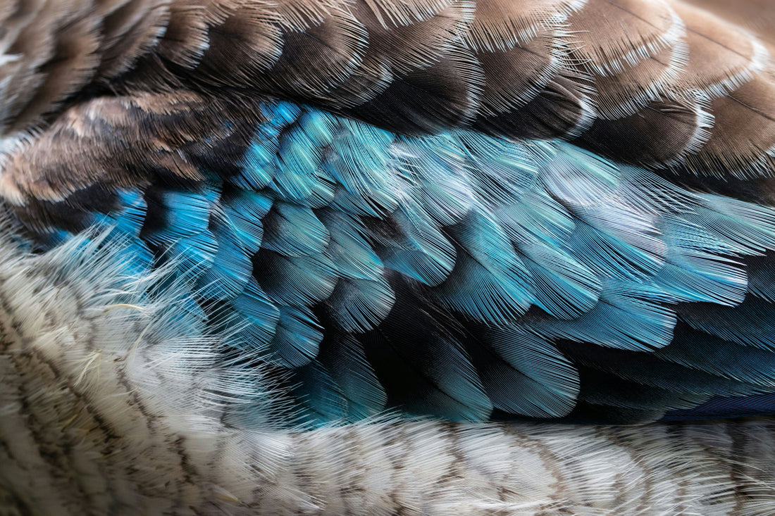 Close up image of Blue Brown Feather for a blog's coverpage introducing Kingfisher Feather Art technique