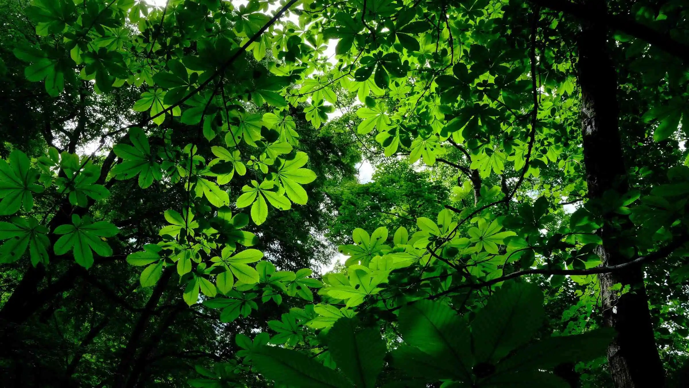 Tall trees with green leaves in a Aomori forest in Japan.