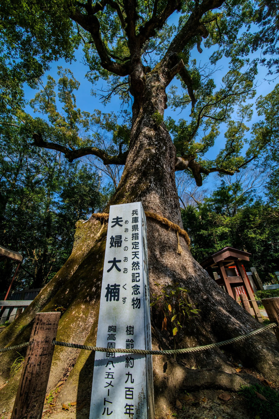 The Dragon's Brain: What Camphor Reveals About Asian Incense Culture